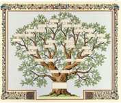 arbre genealogique